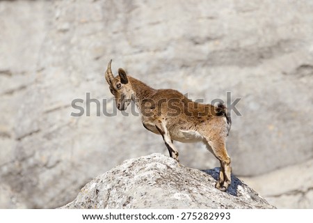 Spanish Ibex (Capra pyrenaica) stood upright on rocks, with bowed head, against a blurred cliff background, AndalucÃ?Â­a, Spain
