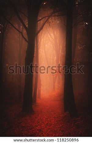 Dark autumnal forest in a foggy day | a concept for book and music albums covers