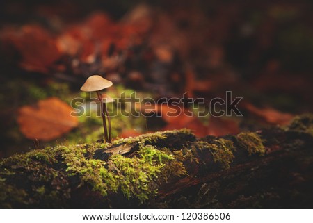 Details with mushrooms in autumn | Nature wallpaper