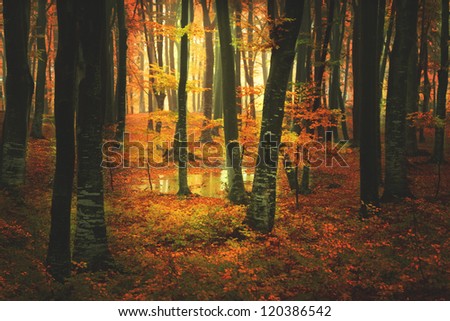 Beautiful forest in an autumn day | Nature wallpaper