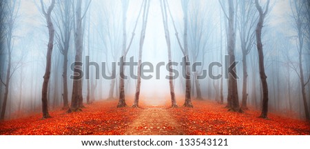 Magic forest path