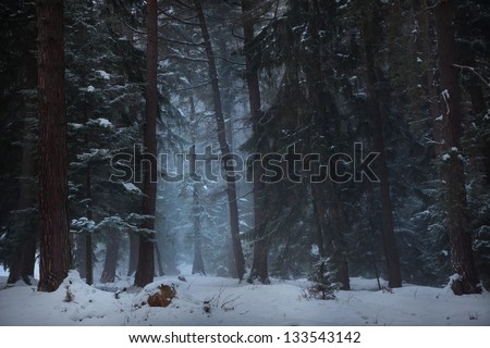 Magic winter forest path
