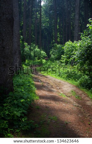 Trail or alley in a green forest / park