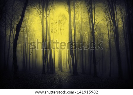 Dark, mystic, magic, fairytale trails into the forest into an autumn foggy day