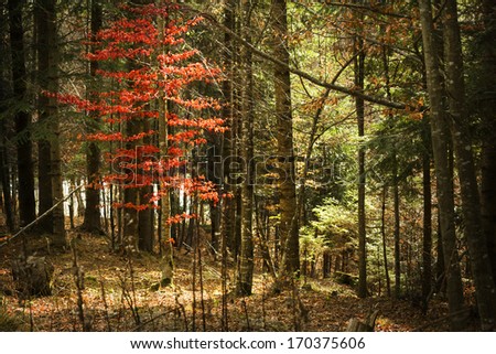 Autumn forest and a red tree