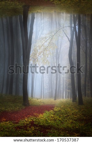 Foggy mystic forest trail in an autumn day