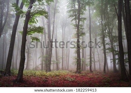 Foggy mystic forest during autumn