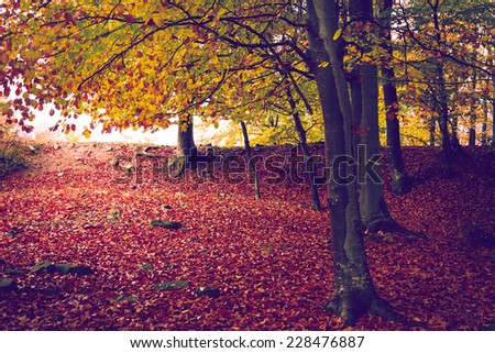 Autumn in the forest. Color graded