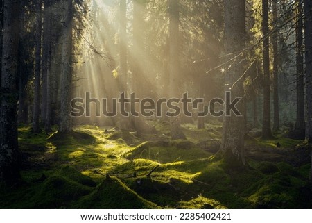 Similar – Image, Stock Photo forest in the morning light
