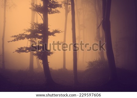Strange tree silhouette in a foggy day in the forest during fall. Spooky scene