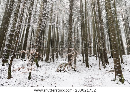 Elegant forest during winter