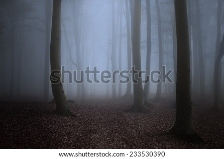 Creepy forest mist