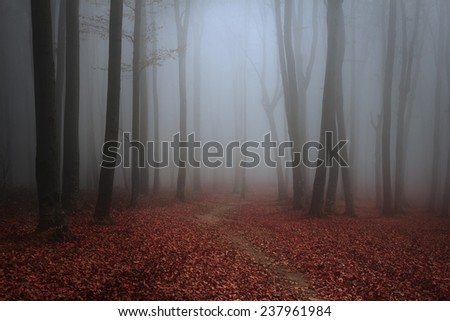 Dark forest trail through the mist