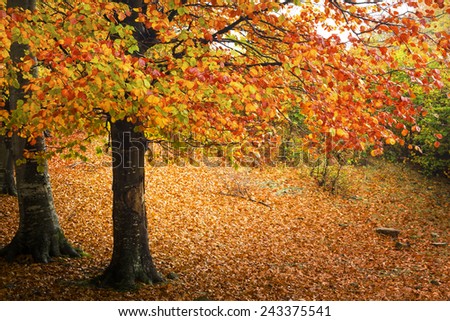 Tree with orange leaves in autumn