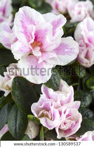 Photograph of a pink flowers called Azalia on a green leaves and pink flowers background.