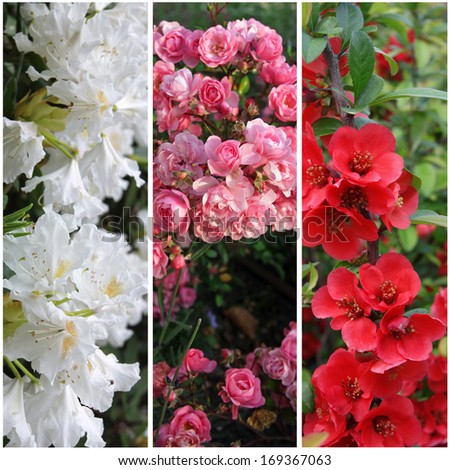 collection of flower banners: white, pink and red
