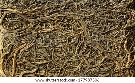 roots background or texture