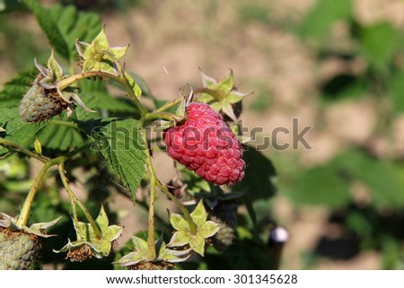 closeup of raspberry on the bush