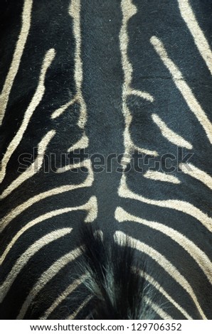 The textured skin of Zebra for background