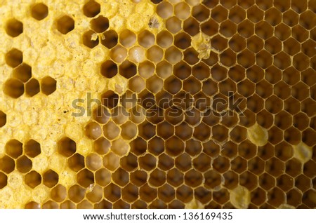 Yellow beautiful honeycomb with honey, background