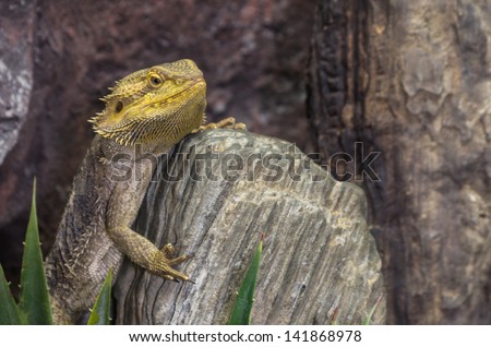 Pogona vitticeps, bearded dragon. Also known as Pogona lizards. It can squirting blood from back of it eyes to scare predator.