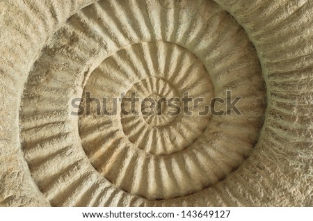 Closeup Ammonite