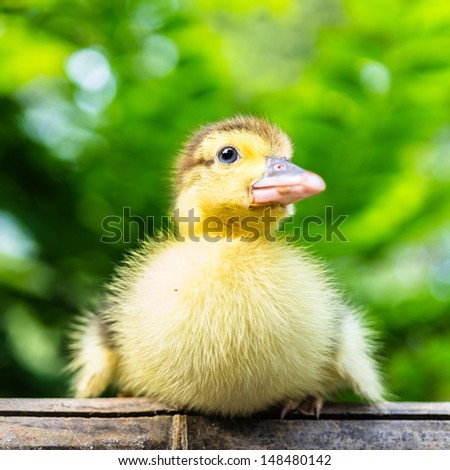 Cute little yellow duck in the background, natural background.
