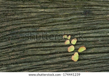 Close up texture of old wooden planks, Stained with moss leaves fern.