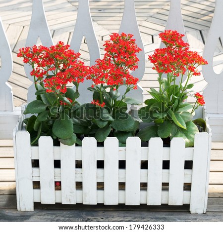Kalanchoe is a potted ornamental The plant is easily grown Grown both indoors and outdoors.