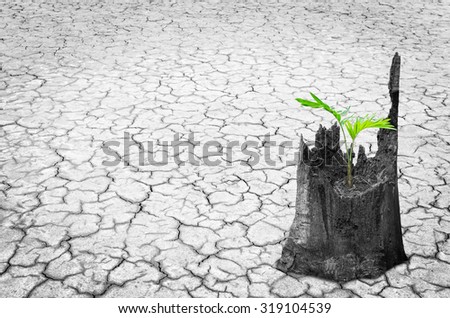 Seedling on the stump And the barren ground.