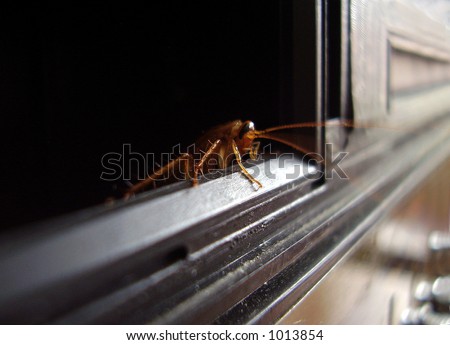 cockroach looking out from radio set