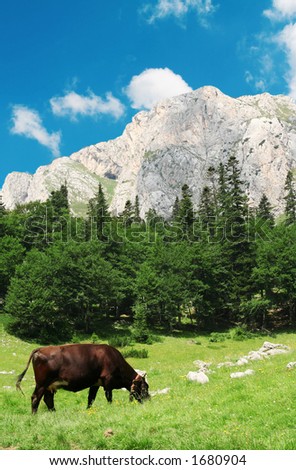 Cow on meadow. Mountain landscape and a cow. Nature concept