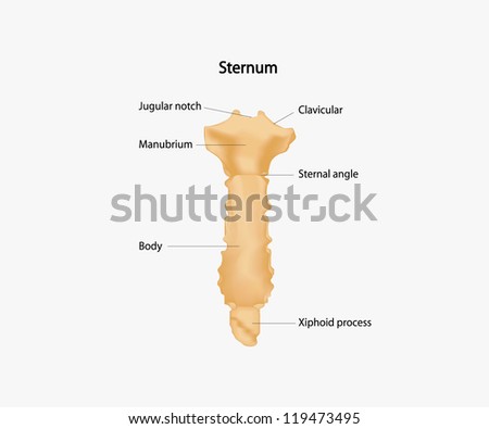 Human Sternum Stock Vector Illustration 119473495 : Shutterstock