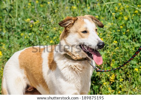 Portrait of brown and white dog with leash looking away