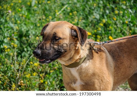 Portrait of brown and dog with leash looking away