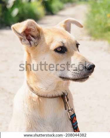 Portrait of creamy dog with leash looking away