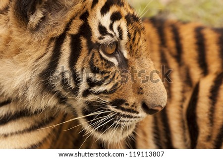 Close-up of a Tigers face
