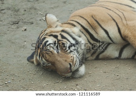 Young tiger sleep, thailand