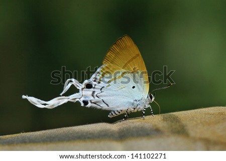 Lovely Butterfly (Fluffy Tit), thailand
