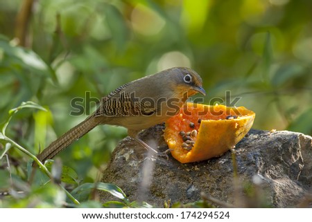 The spectacled barwing eating papaya on rock, doilang, thailand