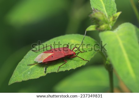 Red cotton bug on small green leaf