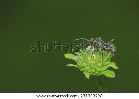A very small black ant on green flower. Got this shot with micro photography equipments