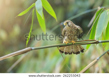 kestrel bird, Wild beauty of the feathered world on bamboo branch, thailand