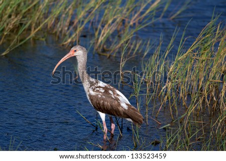 Immature White Ibis posing for a picture in a lake, Southwest Florida.