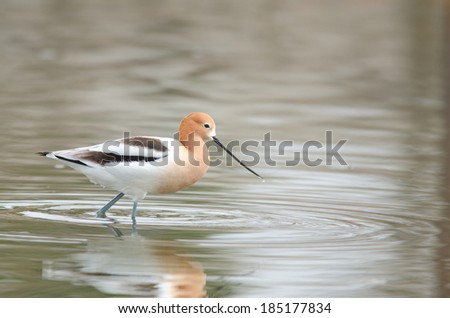 American Avocet wading with water droplet coming off tip of beak, Colorado, spring time.