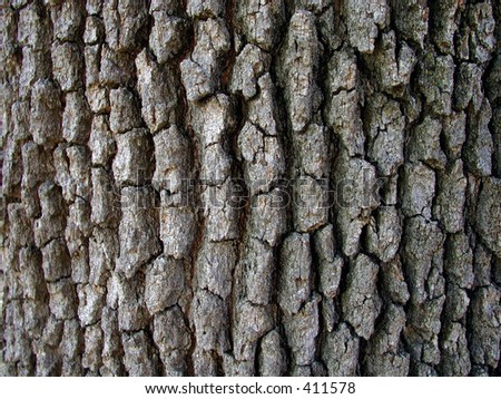 Tree Bark Close-Up Stock Photo 411578 : Shutterstock