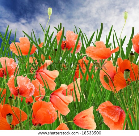 poppy flowers field as a background (beautiful red poppy flowers, green grass and blue sky with clouds)