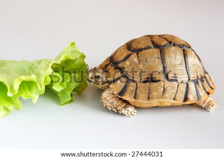 Little Turtle