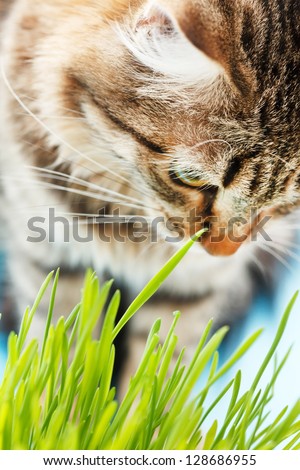 cat eating the grass