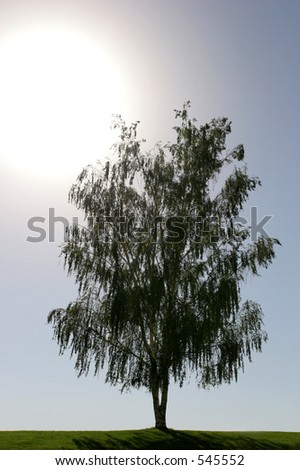 beautiful lonesome tree atop a hill, shot backlit with sun in frame